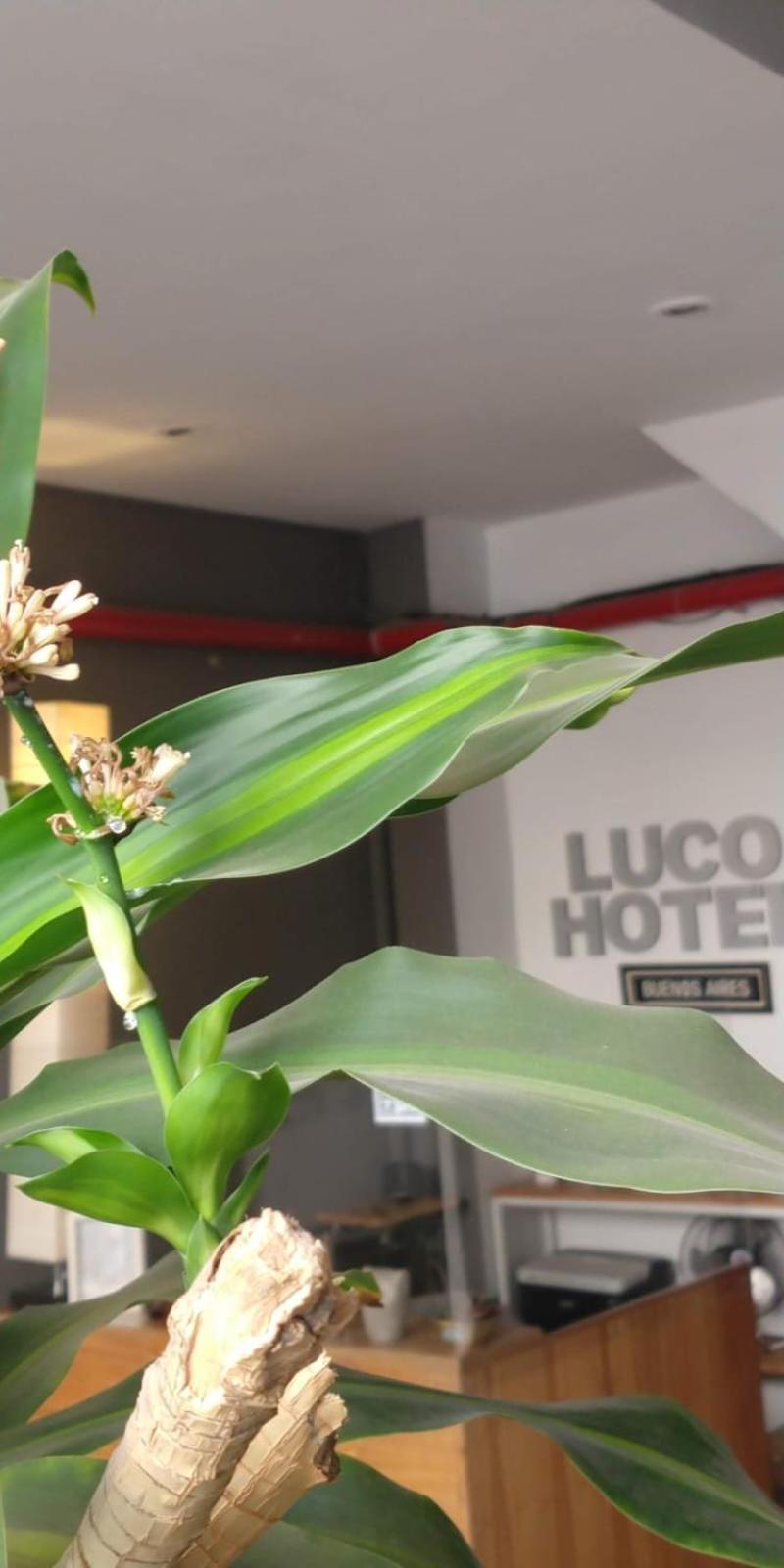 Luco Hotel Μπουένος Άιρες Εξωτερικό φωτογραφία